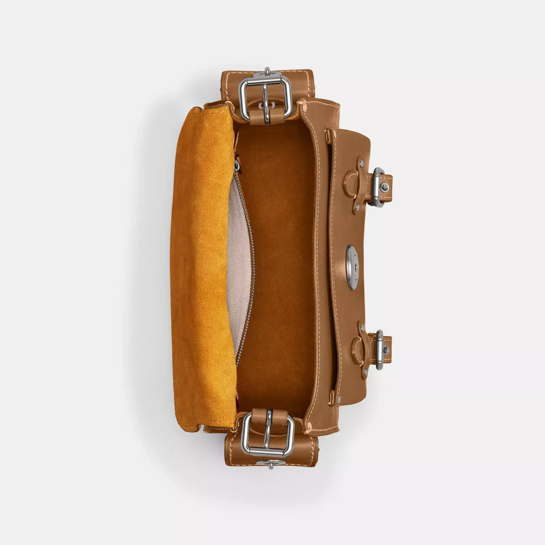 Western Tabby Western Tabby